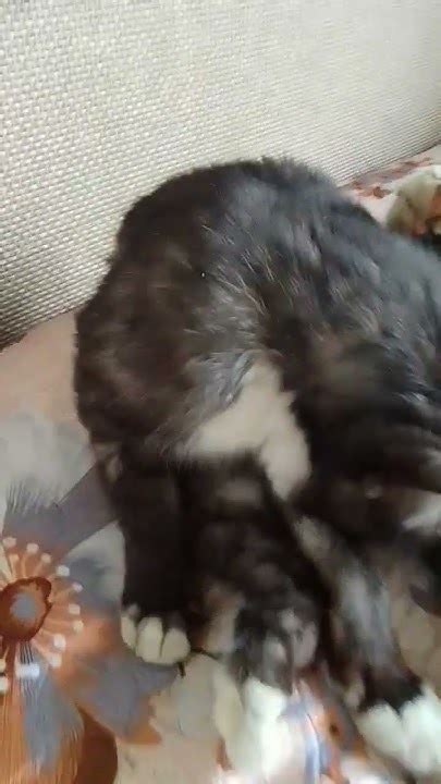кот панк - YouTube