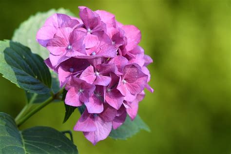 Hydrangea Bunga Ungu Foto Gratis Di Pixabay Pixabay