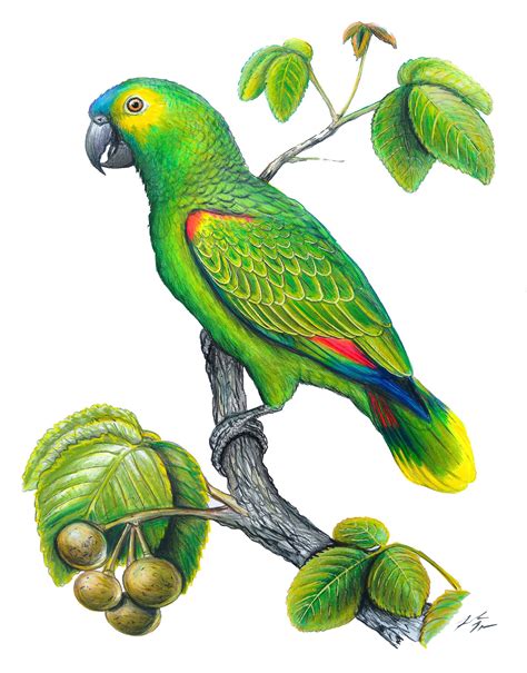 Fine Art Ornitologia E Arte Papagaio Verdadeiro Amazona Aestiva