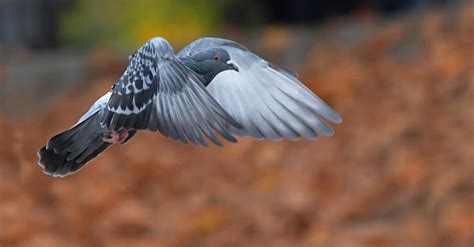 10 Incredible Pigeon Facts Wikipoint Wiki Point