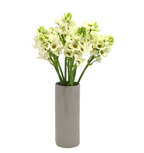 Dubium White Agrogana