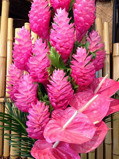 Amazon Hawaiian Pink Ginger Plant Root 1 Pk 2 Roots Pp