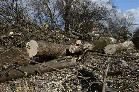 Wycinka Drzew Przepisy I Ceny Wycinka Drzew Z Zezwoleniem I Bez