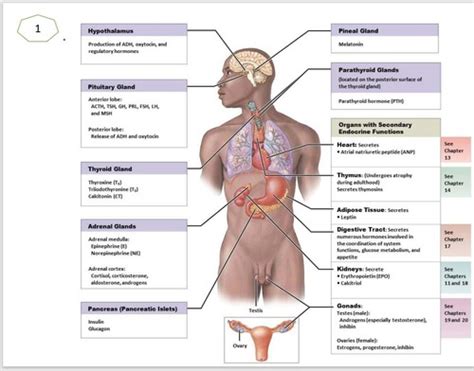 Endocrine System Flashcards Quizlet