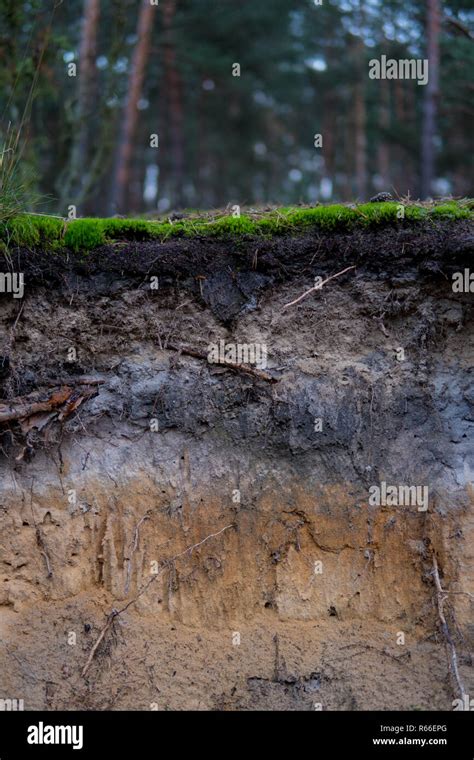 Podzol soil profile hi-res stock photography and images - Alamy