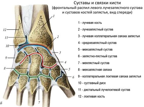 Классификация суставов и их общая характеристика