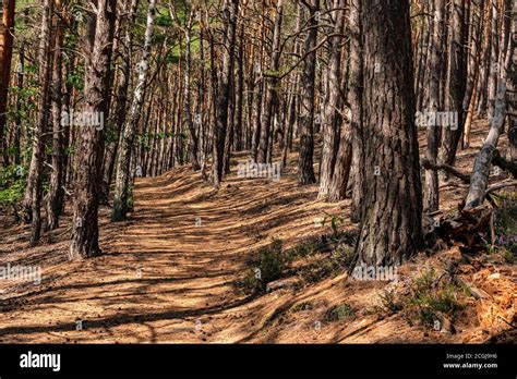 Forrado De Aguja Fotografías E Imágenes De Alta Resolución Alamy