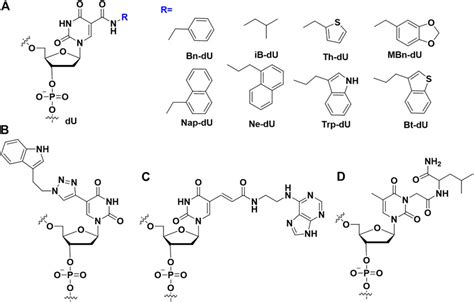 Frontiers Chemically Modified Aptamers For Improving Binding Affinity