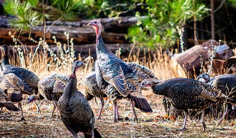 Winter Wildlife in Yosemite Mariposa County's Gold Country | Discover ...