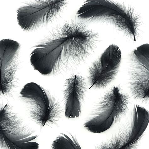 bulk goose coquille feathers dyed black  lb  sale