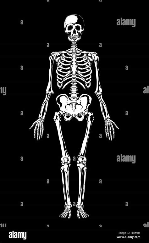 Human Skeleton Black And White Stock Photos And Images Alamy