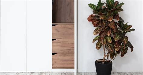 Croton Planta Todo Sobre Cuidados Flores Y Colocación Teleflor