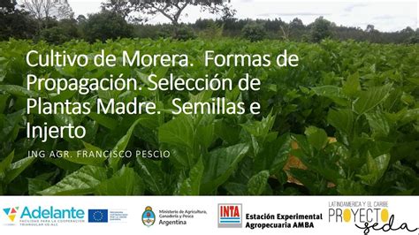 Cultivo De Morera Propagacion Seleccion Plantas Madres Semilla E