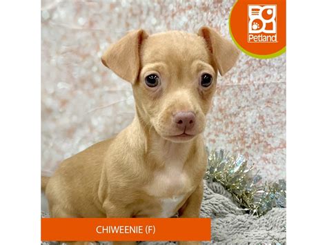Brown Chiweenie Puppy