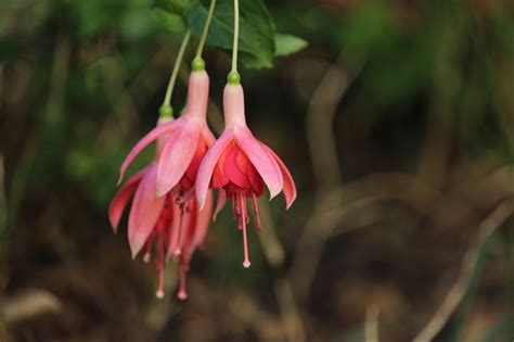 Flores Fucsia Baile Foto Gratis En Pixabay