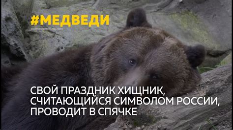 Сегодня – День медведя: в Алтайском крае проживает более тысячи ...