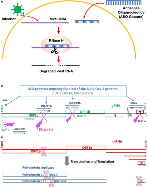 Frontiers Antisense Oligonucleotides Targeting ORF1b Block