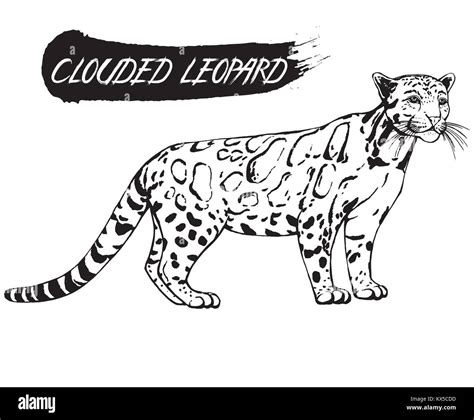 Clouded Leopard Stock Vector Images Alamy