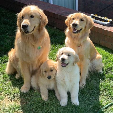 Golden Retriever Dog Breed Facts And Information Dogs Golden Retriever