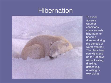 Ppt Polar Bear Adaptations Powerpoint Presentation Id