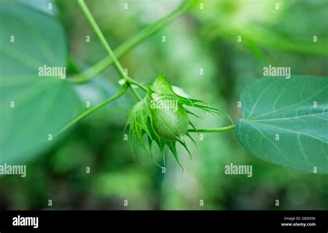 Cotton Flower Hi Res Stock Photography And Images Alamy