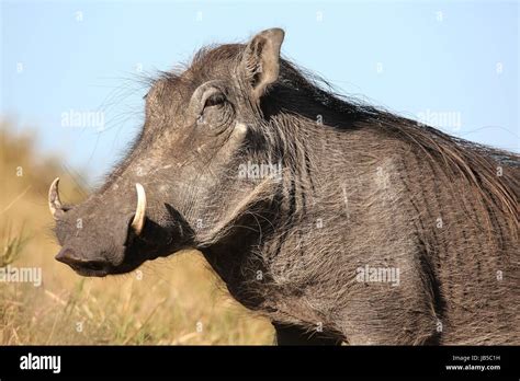 Warthog With Ugly Face And Coarse Body Hair Stock Photo Alamy