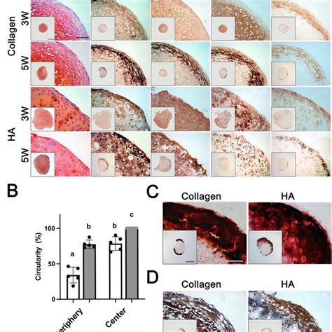 Histological And Immunohistochemical Analysis Of Ha And Collagen