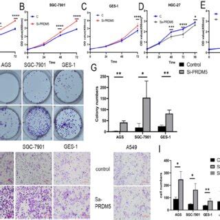 PRDM5 Inhibited The Proliferation And Migration Of GC Cells A E The