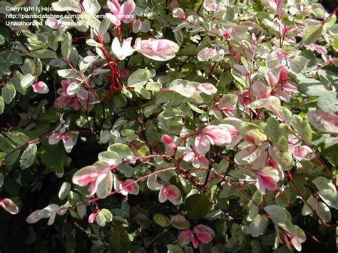 Plantfiles Pictures Breynia Species Snow Bush Snow On The Mountain