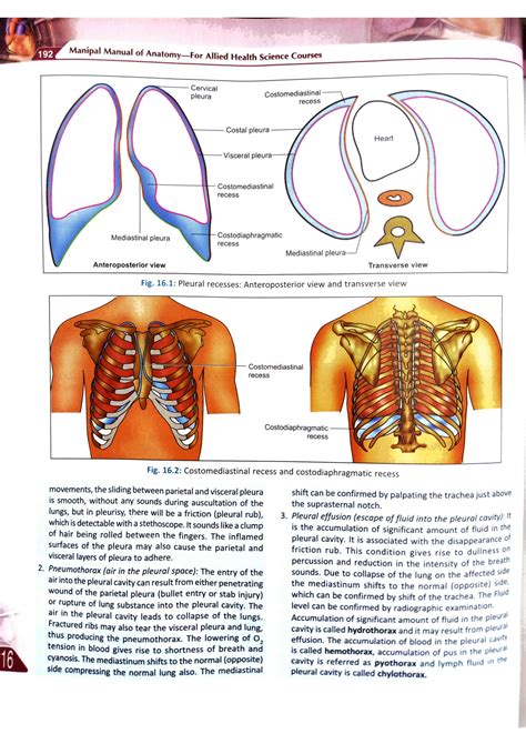 SOLUTION Lung And Pleura Studypool