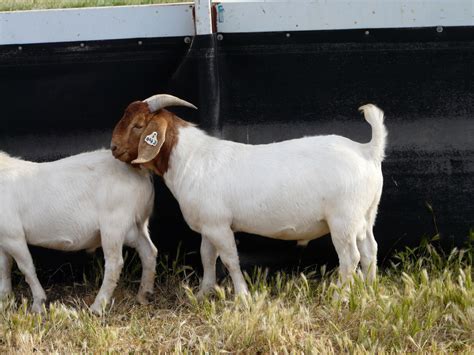 Australian Boer Goat Cluny Livestock Exports Pty Ltd