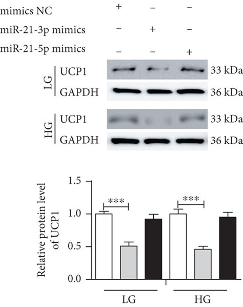 Mir 21 3p Inhibits Adipose Browning To Promote Hg Induced Myocardial