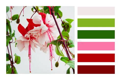 Close Up View of Beautiful Fuchsia Plant in a Colour Palette Stock ...