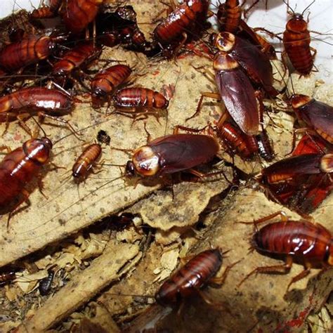 Cockroach Control Service At Best Price In Kolkata Id 16630076730