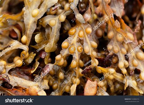 Fucus Under Microscope Brown Algae