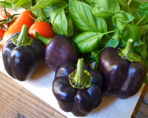 Purple Beauty Bell Peppers | HubPages