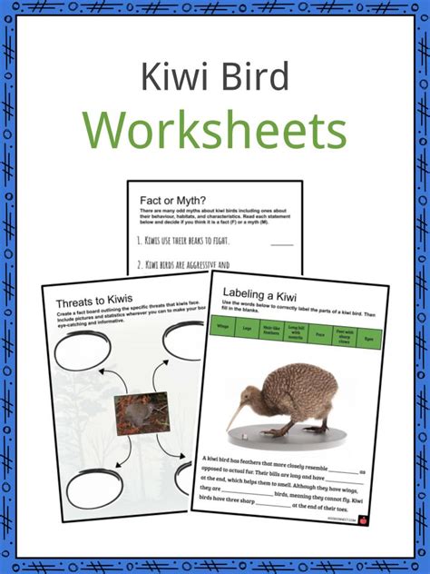 Kiwi Bird Facts, Worksheets, Description & Behaviour For Kids