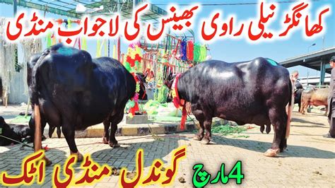 Pure Neli Ravi Buffalo Khanger Bakhri Toker Buffalo Gondal Mandi