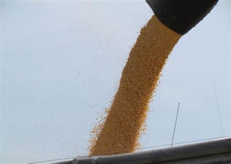 Sovecon Cuts 2022 Ukraine Wheat Corn Acres Production Agweb