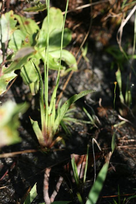 Native Florida Wildflowers Florida Yellow Eyed Grass Xyris Floridana