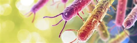 La bacteria Helicobacter pylori es una de las bacterias más comunes