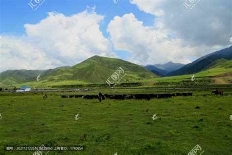 草原牦牛草原风光自然风景摄影素材汇图网