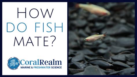 How Do Fish Mate A Fish Reproduction Guide Coralrealm