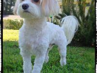 36 Cavachon haircuts ideas | cavachon, dog haircuts, puppies