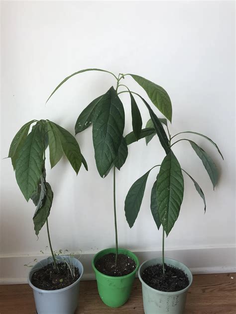 Avocado trees | Scrolller