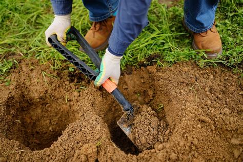 The Complete Guide To Digging In Your Backyard Checkthishouse