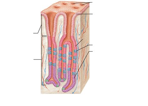 Gastric Pits And Glands Diagram Quizlet