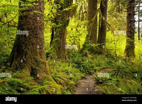 Wa22340 00washington Big Trees Along The Hoh River Trail In The