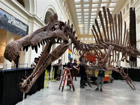 New Spinosaurus Dinosaur At The Field Museum Chicago Parent