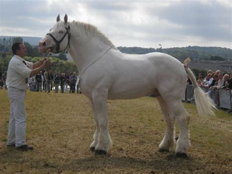 Boulonnais Draught Horse | Horses, Draft horses, Percheron horses